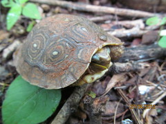 Rhinoclemmys rubida rubida