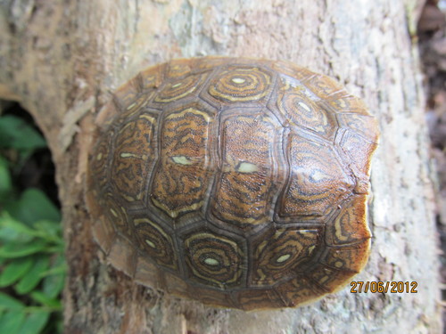 Mexican Spotted Terrapin