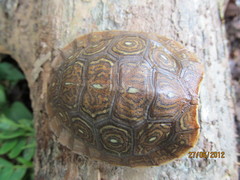 Rhinoclemmys rubida rubida