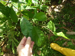 Ficus heteropleura