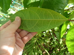 Ficus heteropleura