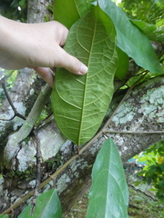 Ficus heteropleura