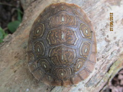 Rhinoclemmys rubida rubida