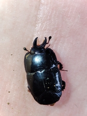 Hololepta syntexis