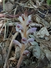 Orobanche
