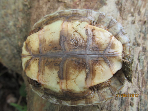 Mexican Spotted Terrapin