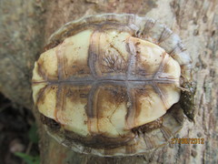 Rhinoclemmys rubida rubida