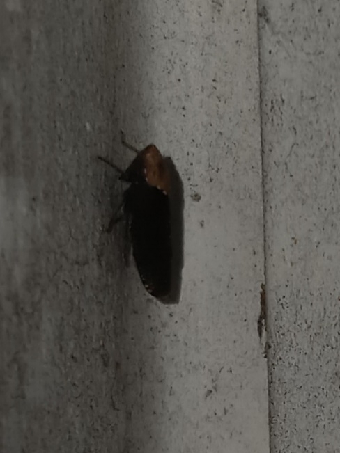Paraphlepsius eburneolus