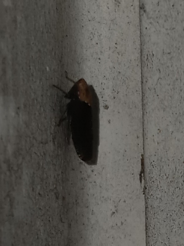 Paraphlepsius eburneolus