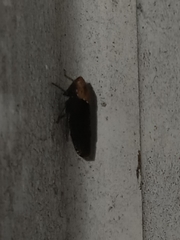 Paraphlepsius eburneolus