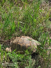 Testudo graeca ibera