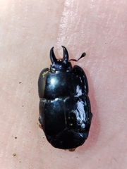 Hololepta syntexis