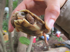 Rhinoclemmys rubida rubida