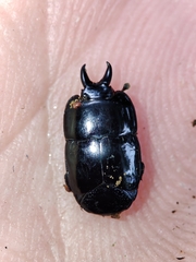 Hololepta syntexis