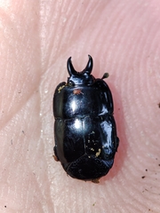 Hololepta syntexis