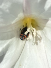 Acmaeodera mariposa