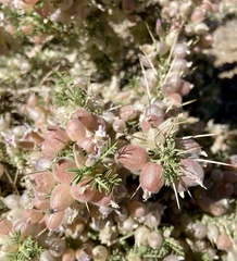 Astragalus armatus