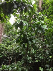 Coffea canephora