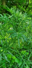 Urtica cannabina
