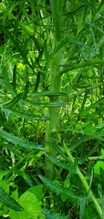 Urtica cannabina