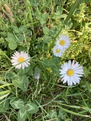 Bellis perennis
