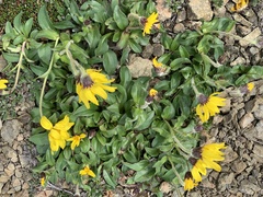 Arnica griscomii