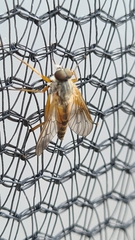 Rhagio annulatus