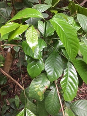 Coffea canephora