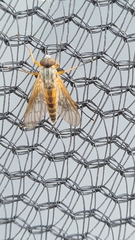 Rhagio annulatus