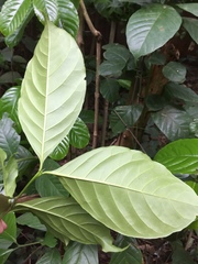 Coffea canephora