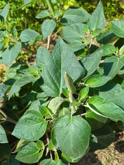 Datura wrightii