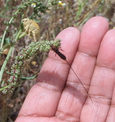 Glyptomorpha pectoralis