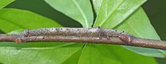 Catocala lineella