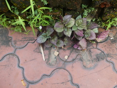 Hemigraphis alternata