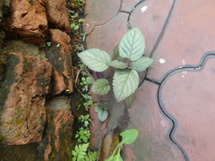 Hemigraphis alternata