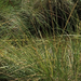 Gulf Cordgrass - Photo (c) Colleen M Simpson, some rights reserved (CC BY-NC), uploaded by Colleen M Simpson