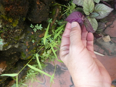 Hemigraphis alternata