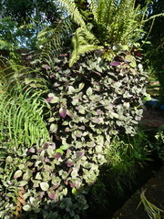 Hemigraphis alternata