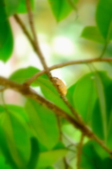 Polypedates leucomystax