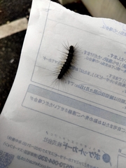 Lepidoptera