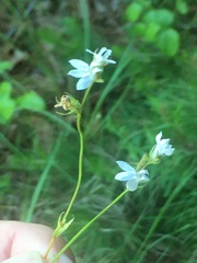 Lobelia appendiculata