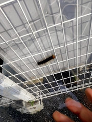 Lepidoptera