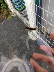 Lepidoptera