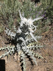 Cirsium occidentale