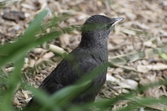 Sturnus vulgaris
