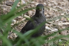 Sturnus vulgaris