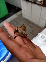 Lepidoptera