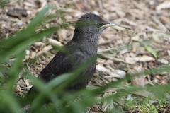 Sturnus vulgaris