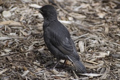 Sturnus vulgaris