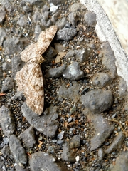 Lepidoptera